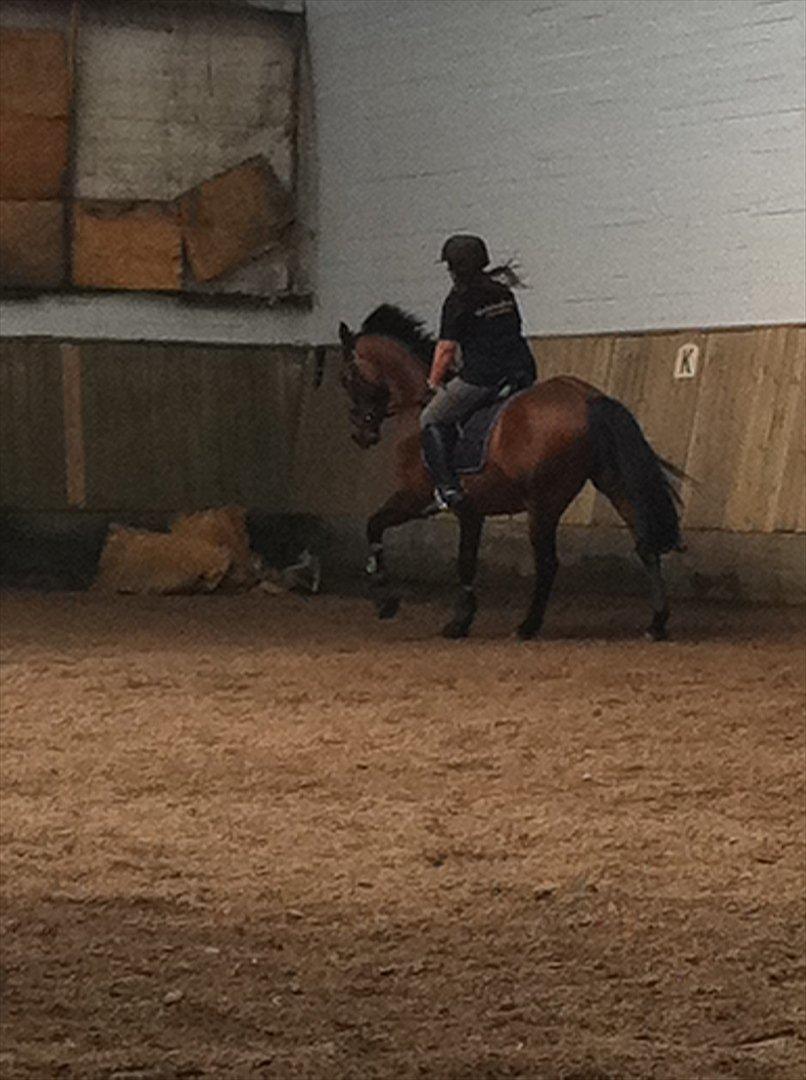 Anden særlig race Samuel (Sherlock) R.I.P billede 8