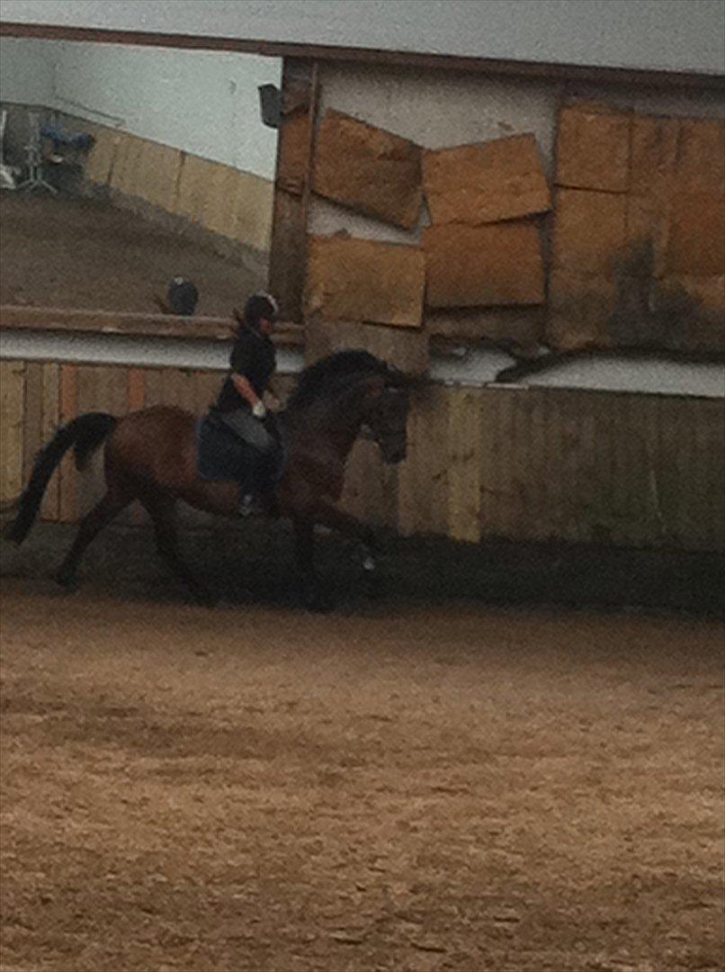 Anden særlig race Samuel (Sherlock) R.I.P billede 9