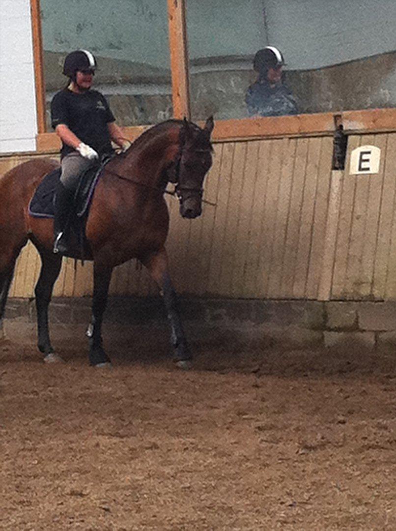 Anden særlig race Samuel (Sherlock) R.I.P billede 11