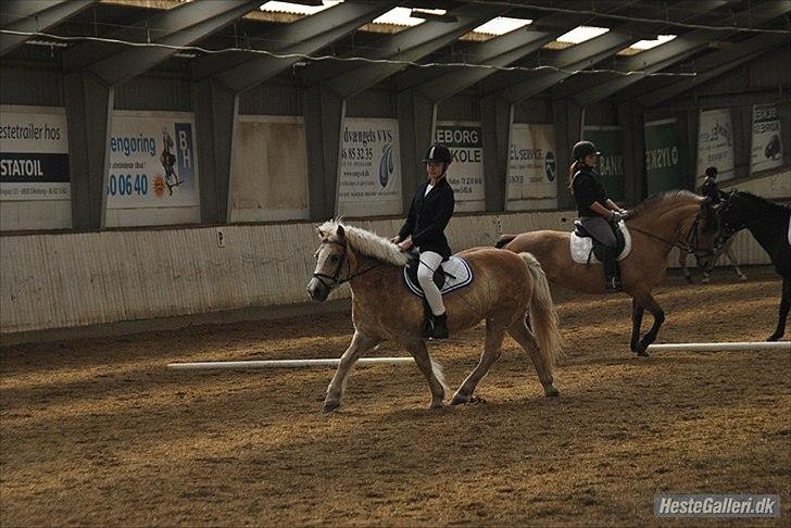 Haflinger Sally *Min Soulmate* R.I.P :'( - Opvarmning til LD1 d.1 maj billede 18