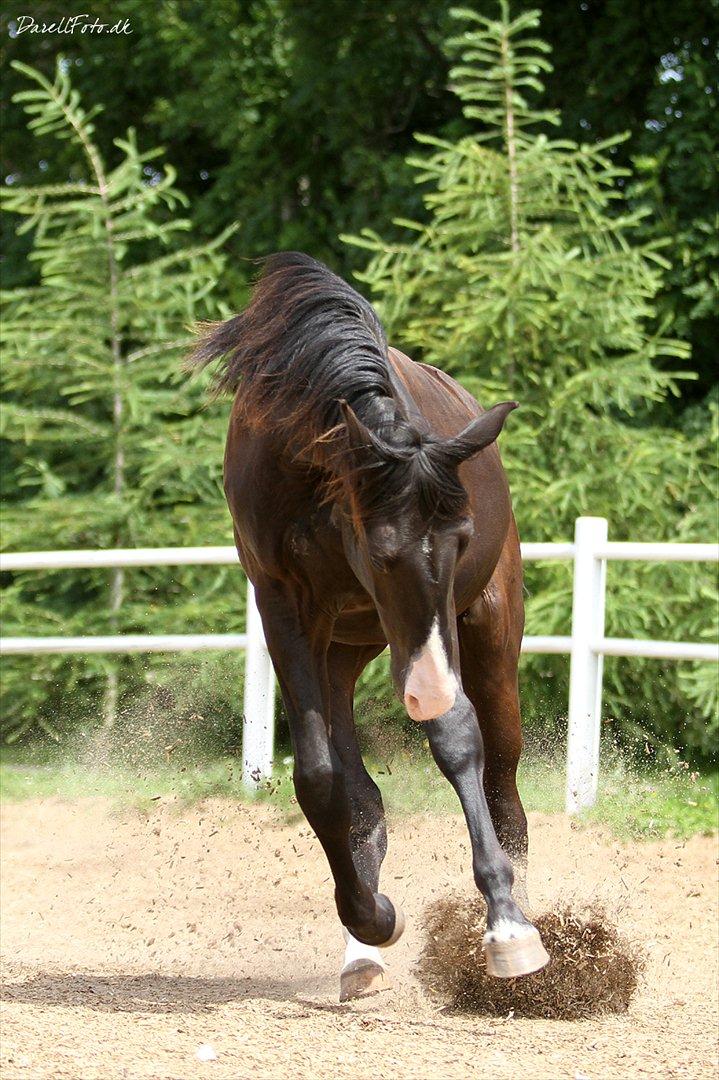 Anden særlig race Klitgaards Mr Big *R.I.P* billede 31