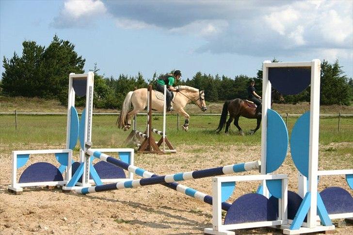 Fjordhest Fie Møldrup billede 10