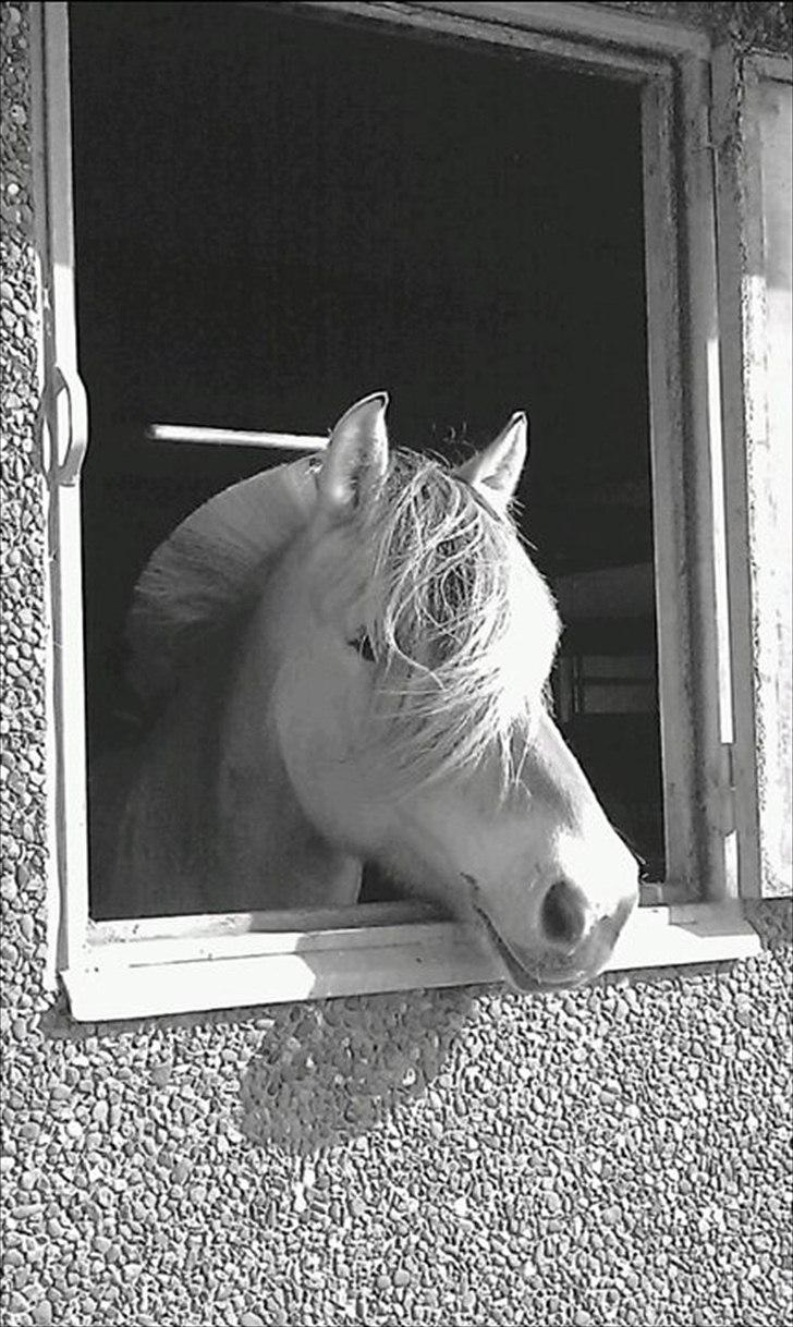 Fjordhest Fie Møldrup billede 12