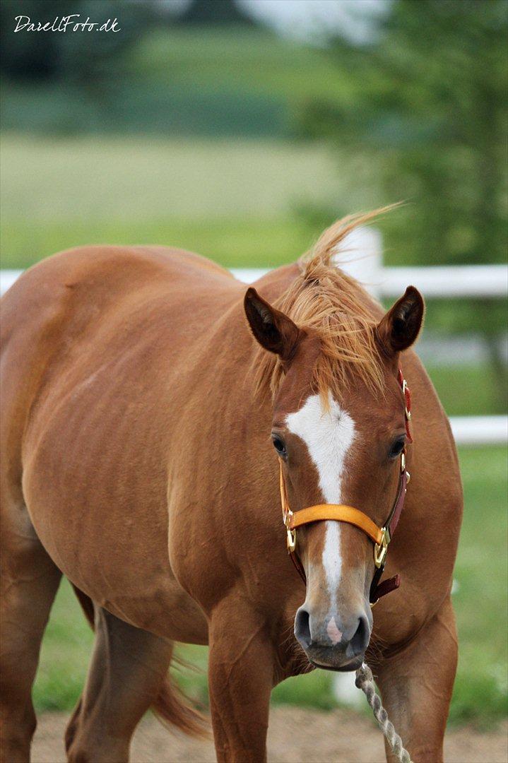 Paint Obi C Kanobi - Brede amerikaner Bøf =) billede 19