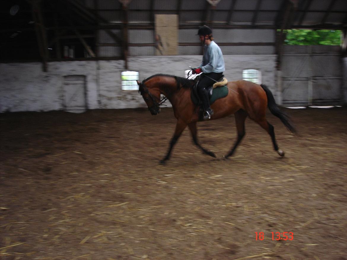 Dansk Varmblod Mae royale - i tilridning billede 1