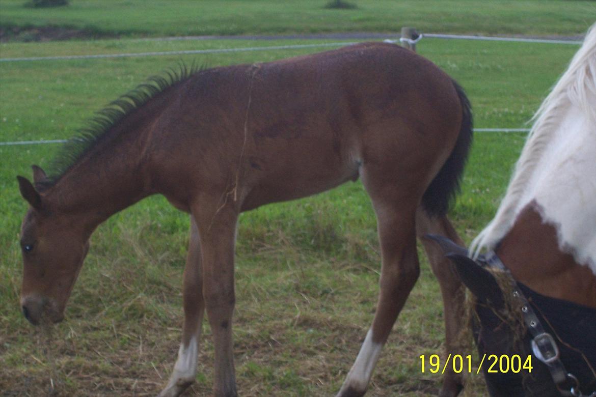 Pinto Søgårds MidNight - 17/7 billede 11