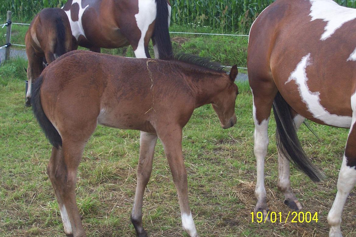 Pinto Søgårds MidNight - 17/7 billede 12