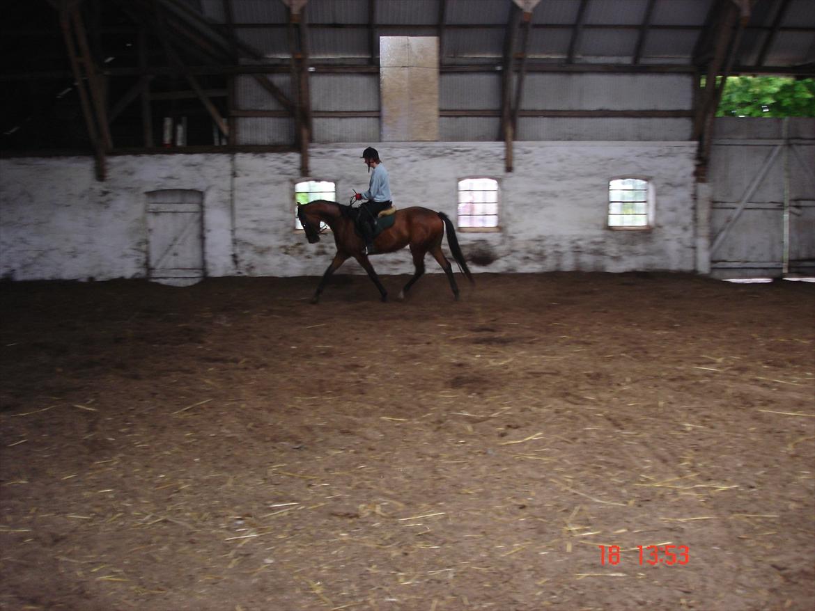 Dansk Varmblod Mae royale billede 2