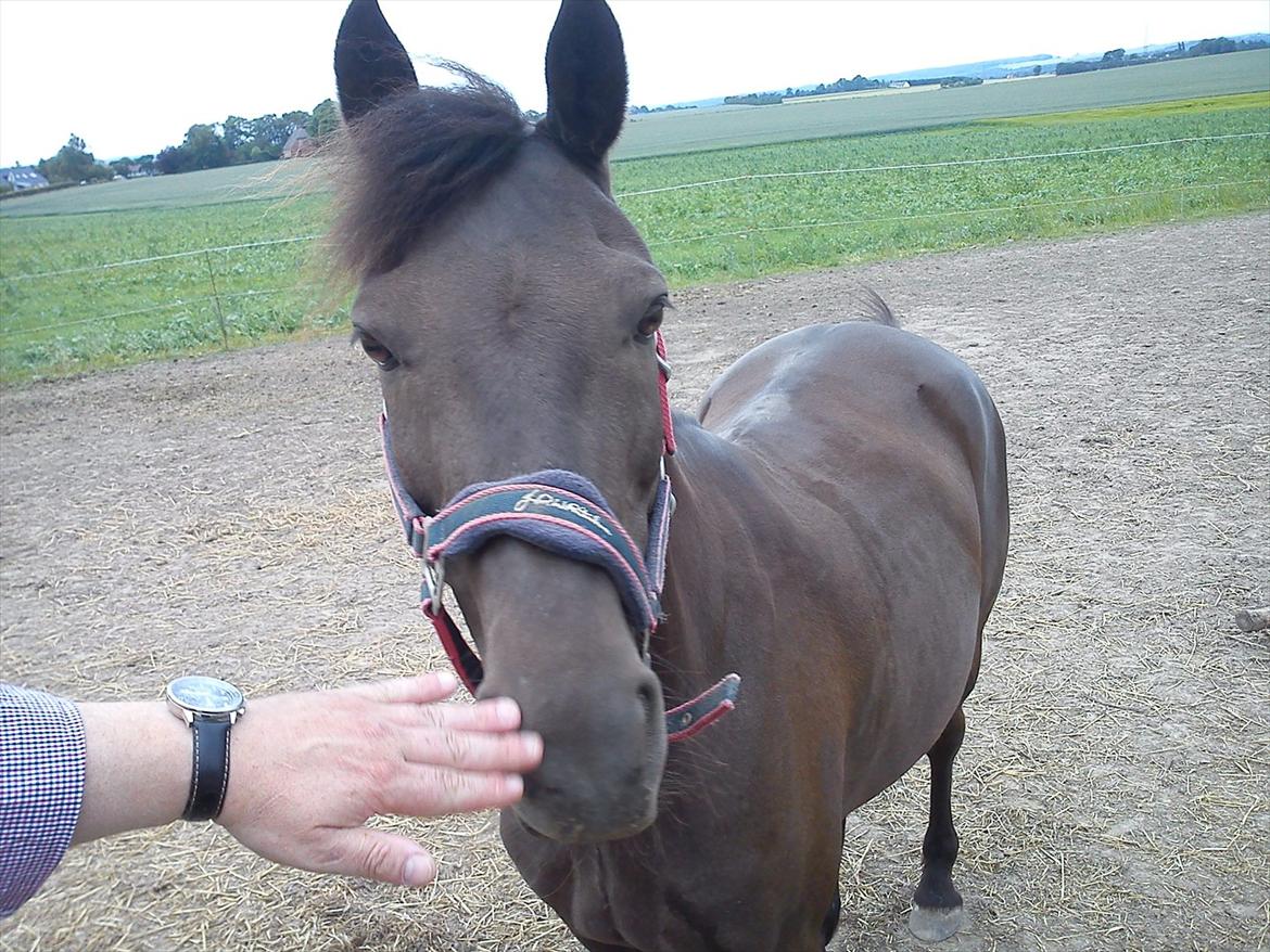 Anden særlig race Dobby billede 14