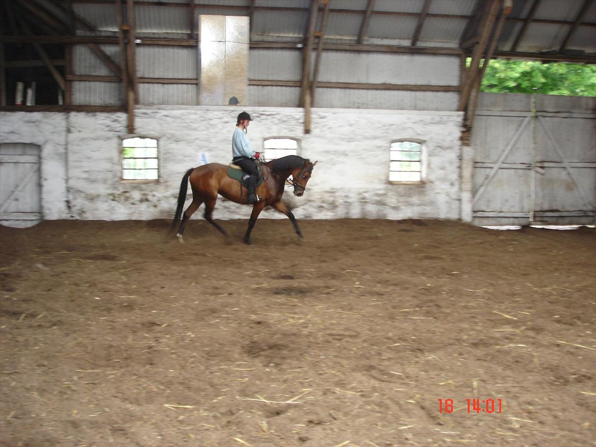 Dansk Varmblod Mae royale billede 4