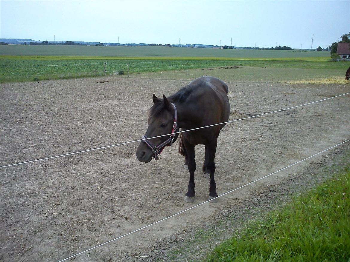 Anden særlig race Dobby billede 3