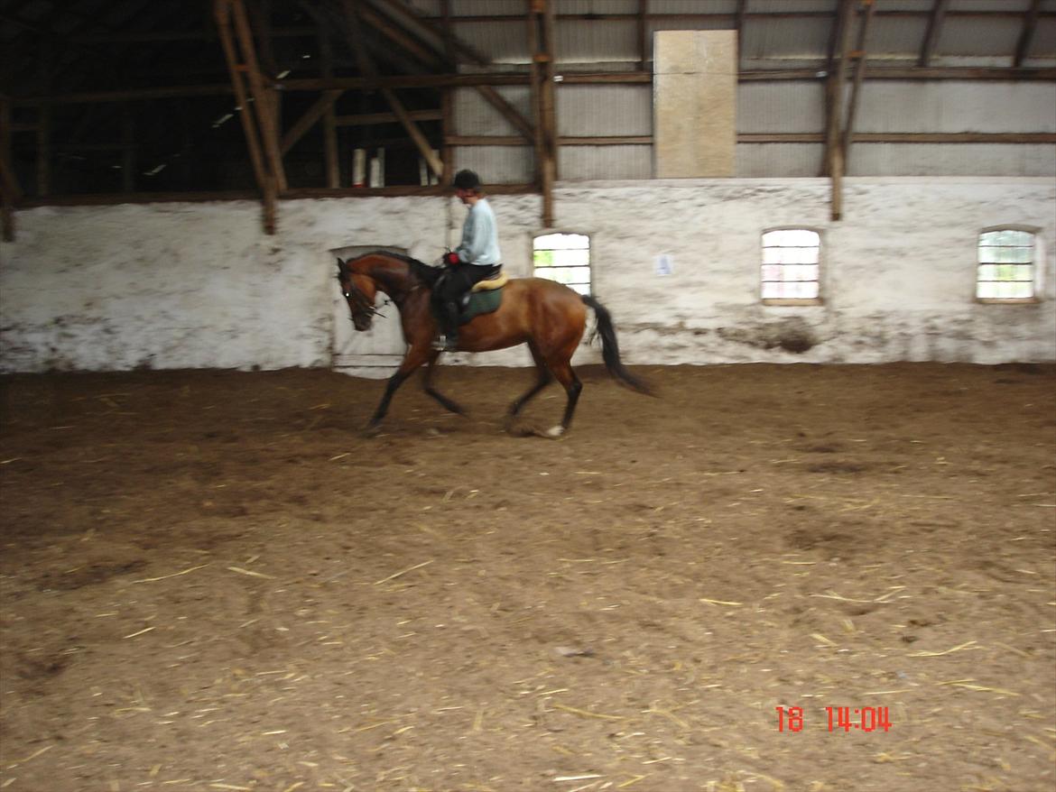 Dansk Varmblod Mae royale billede 5