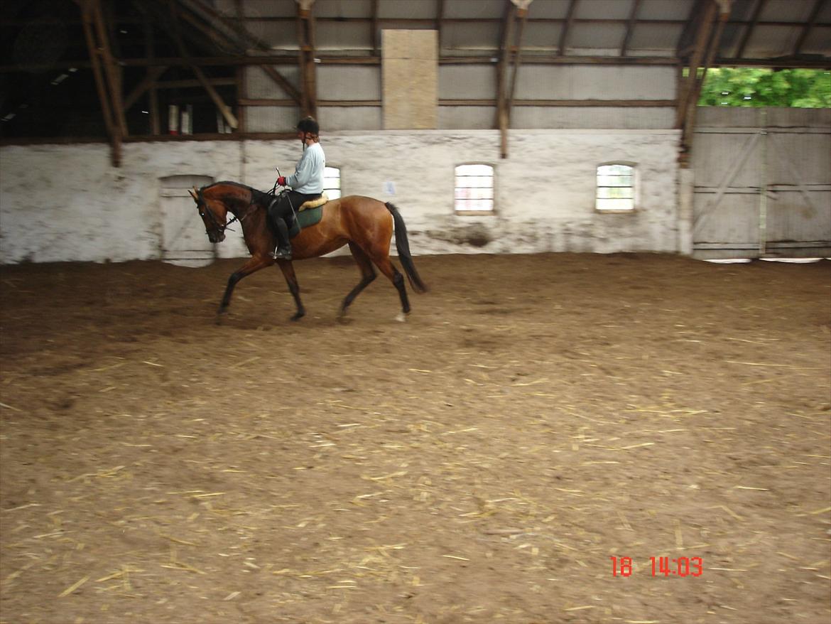 Dansk Varmblod Mae royale billede 6