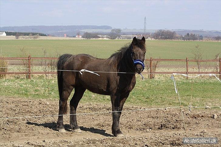 Anden særlig race Dobby - Dobby er lige kommet til Uniqhorse og overtaget af sin nye familie  billede 2