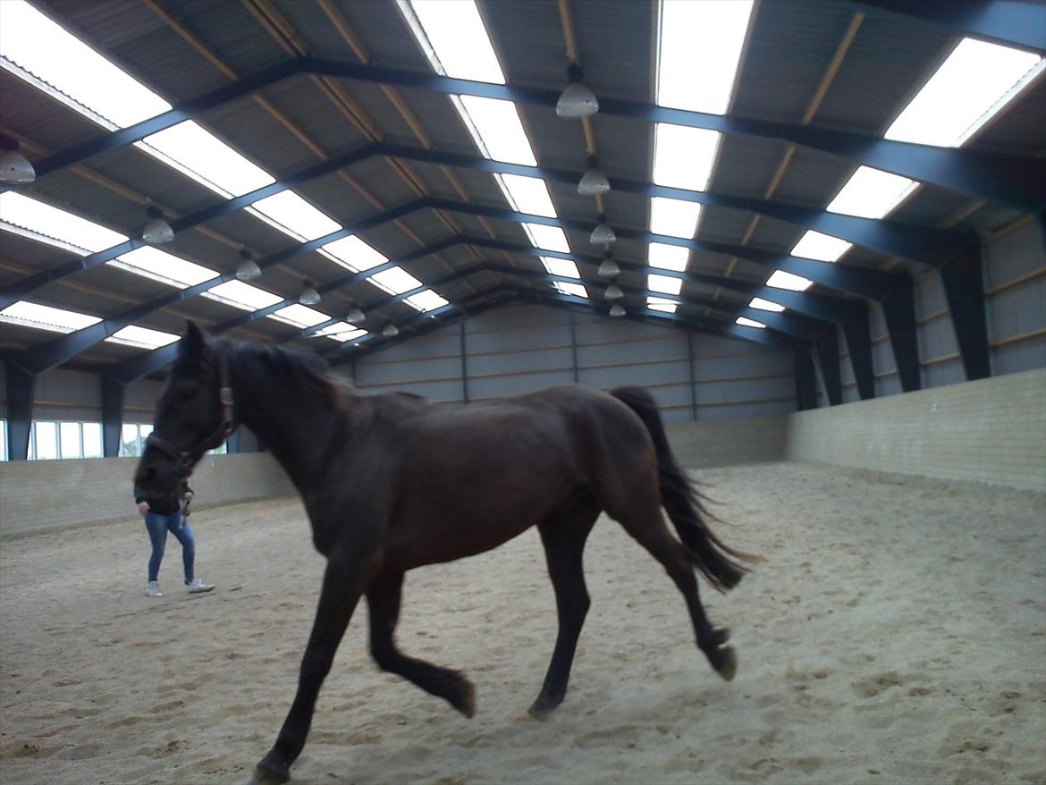 Anden særlig race Dobby billede 7