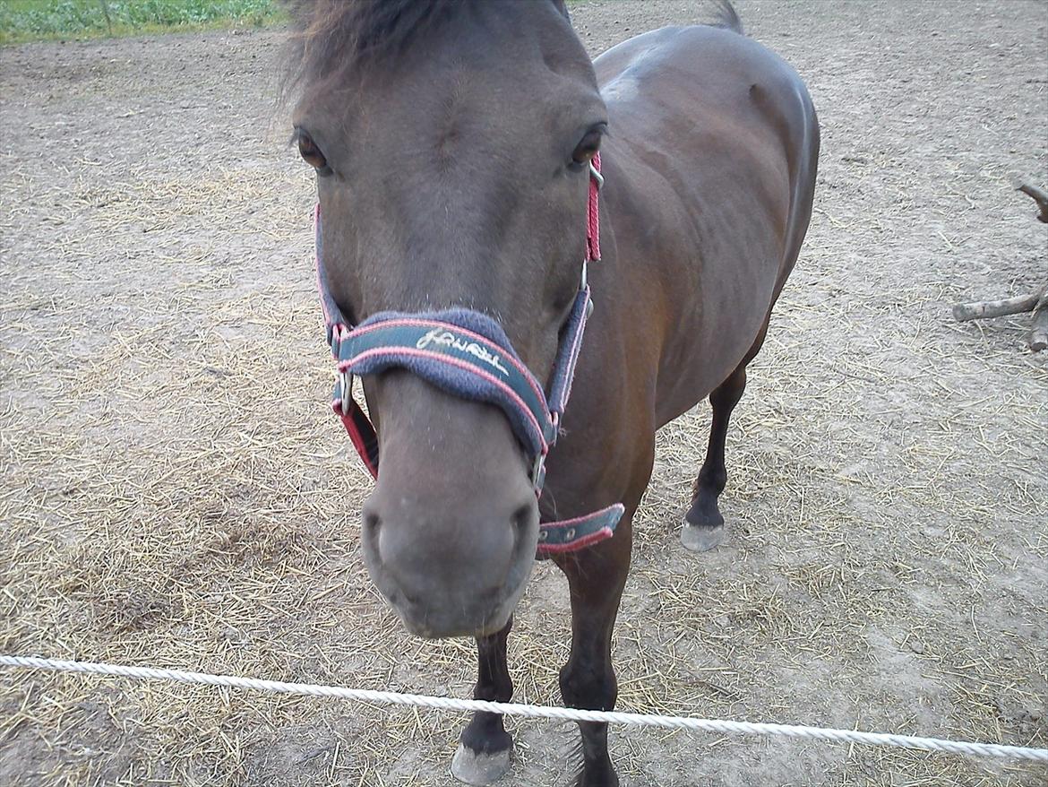 Anden særlig race Dobby billede 15