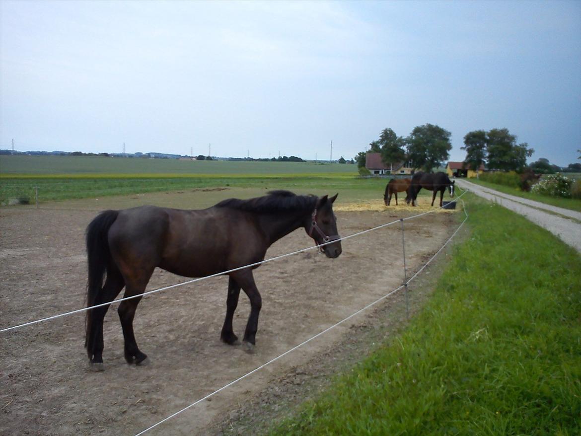 Anden særlig race Dobby billede 16