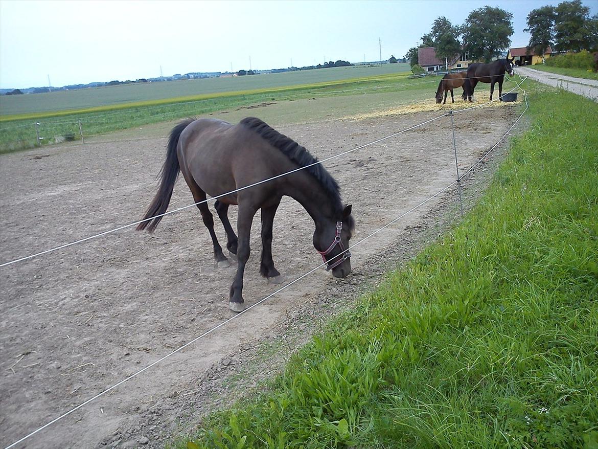 Anden særlig race Dobby billede 17