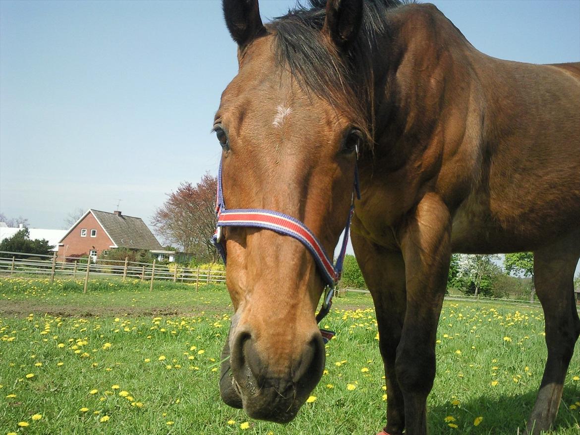 Anden særlig race Bruno "Giraffen" billede 17