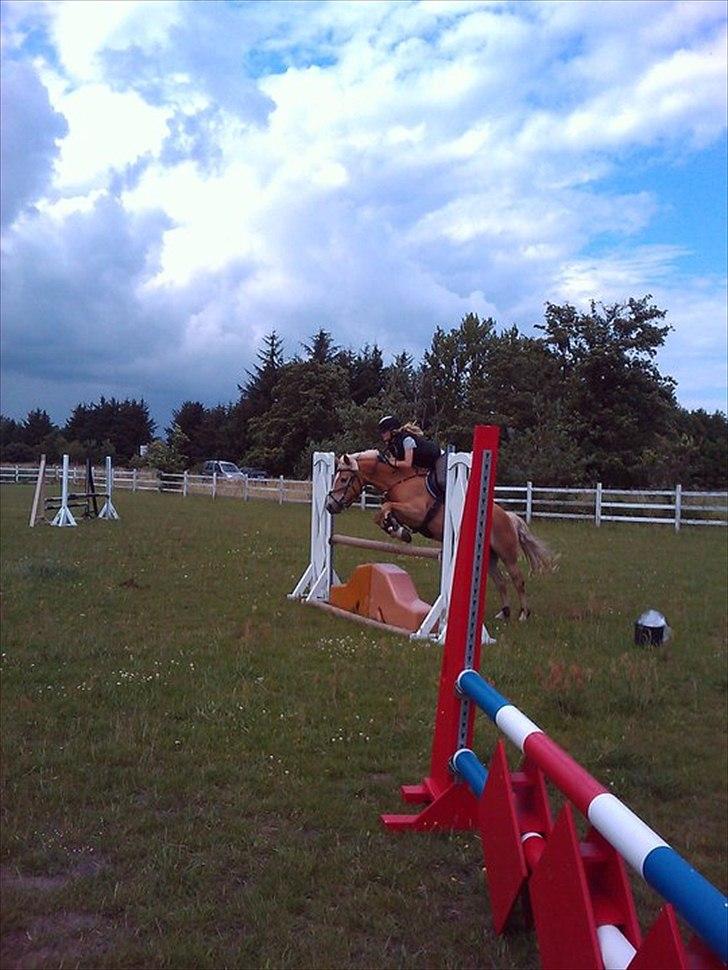 Haflinger Cirkeline<3 billede 3