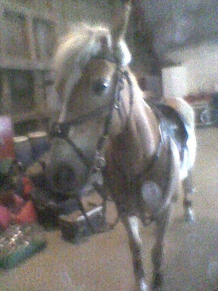 Haflinger Cirkeline<3 - i stalden :) billede 4