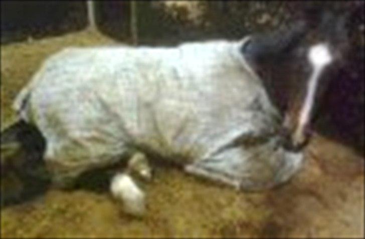 Hollandsk Sportspony Clio! <3 billede 10