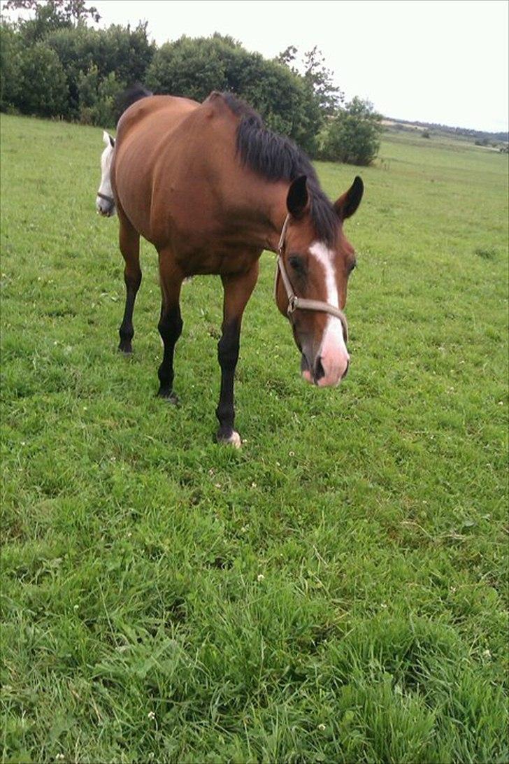 Dansk Varmblod Unique (Tulle)<3 billede 1