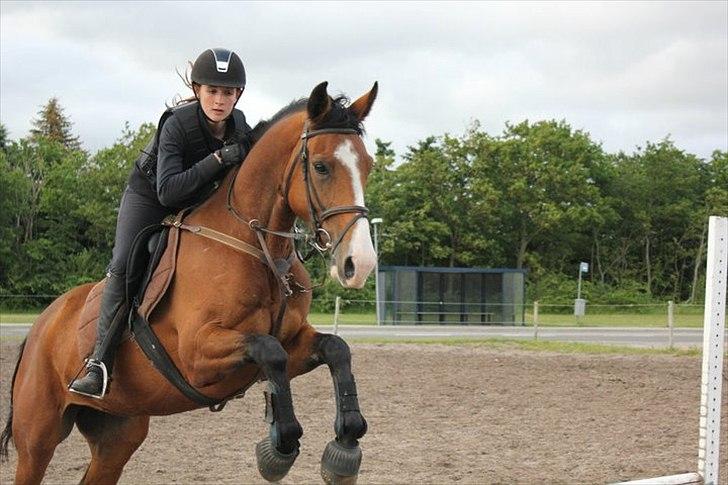 Dansk Varmblod Unique (Tulle)<3 billede 2