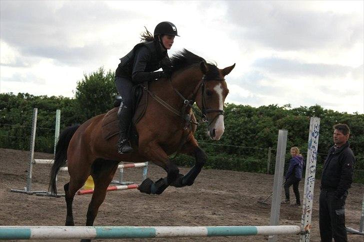 Dansk Varmblod Unique (Tulle)<3 billede 3