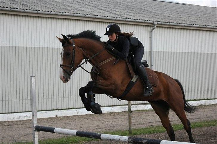 Dansk Varmblod Unique (Tulle)<3 billede 4