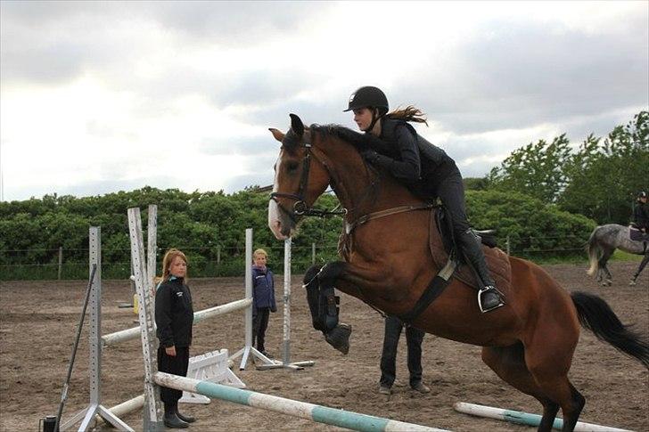 Dansk Varmblod Unique (Tulle)<3 billede 5