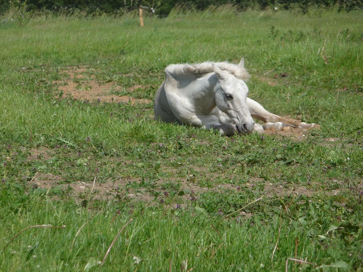 Welsh Pony (sec B) Korreborgs Figaro - Arh det er dejligt at ligge at slappe af:-) billede 16