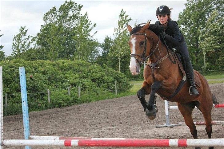 Dansk Varmblod Unique (Tulle)<3 billede 6