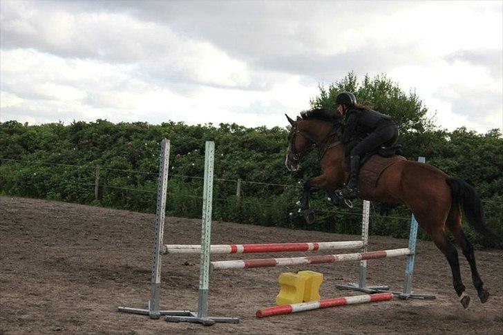 Dansk Varmblod Unique (Tulle)<3 billede 7