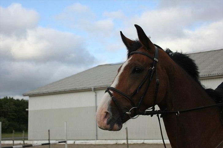 Dansk Varmblod Unique (Tulle)<3 billede 8