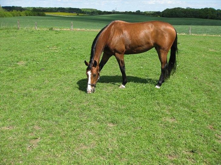 Dansk Varmblod Unique (Tulle)<3 billede 9