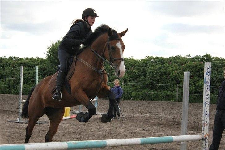 Dansk Varmblod Unique (Tulle)<3 billede 10