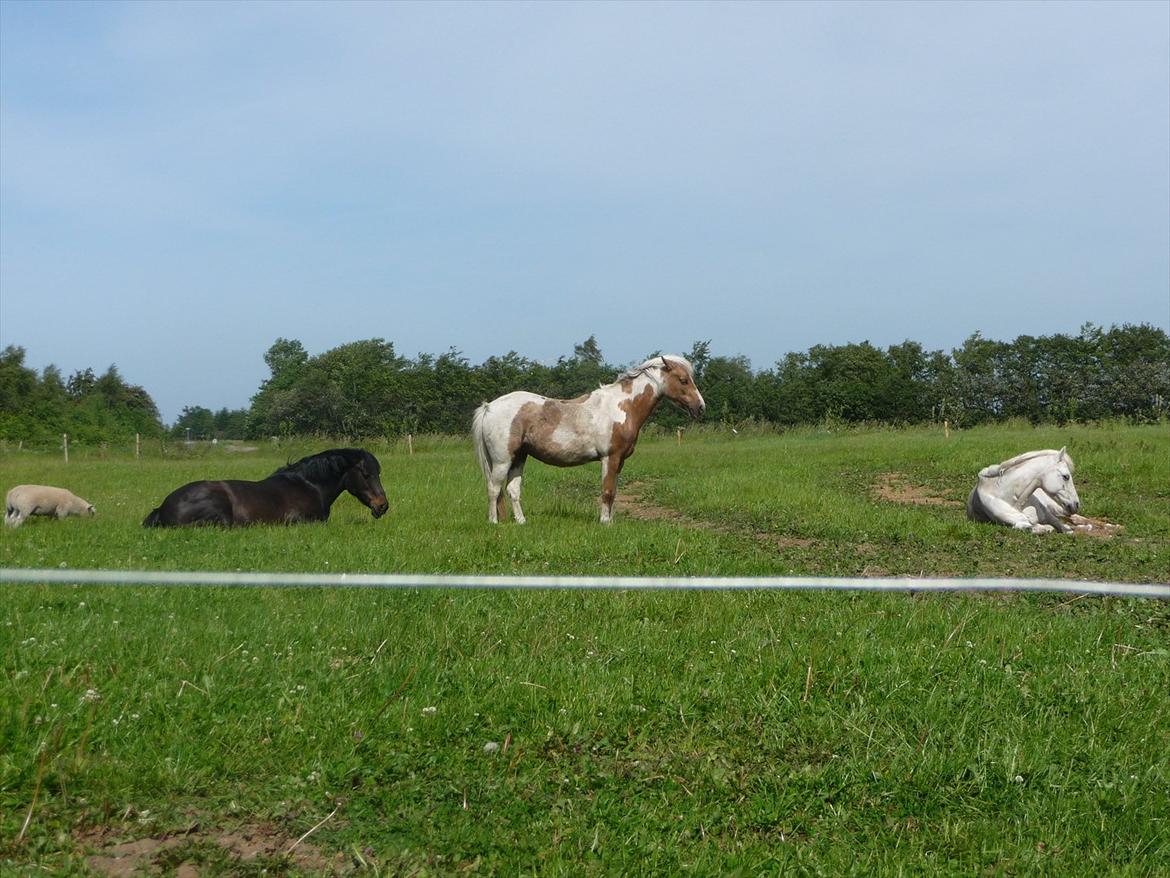 Welsh Pony (sec B) Korreborgs Figaro - Alle tre ponyer;-) billede 17