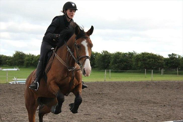 Dansk Varmblod Unique (Tulle)<3 billede 12