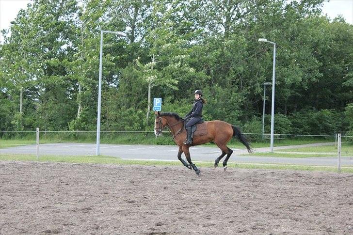 Dansk Varmblod Unique (Tulle)<3 billede 14