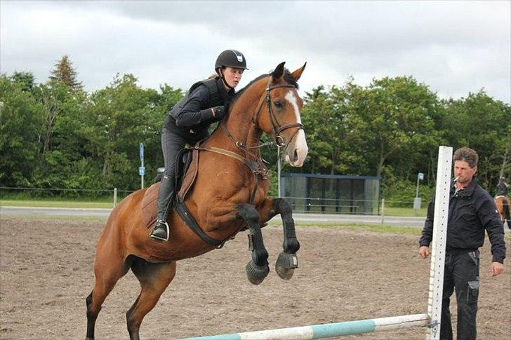 Dansk Varmblod Unique (Tulle)<3 billede 15