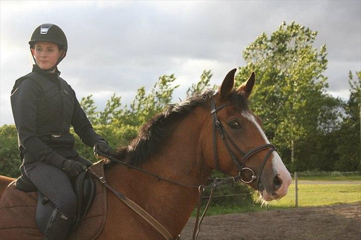 Dansk Varmblod Unique (Tulle)<3 billede 16