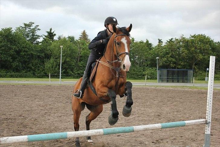 Dansk Varmblod Unique (Tulle)<3 billede 17