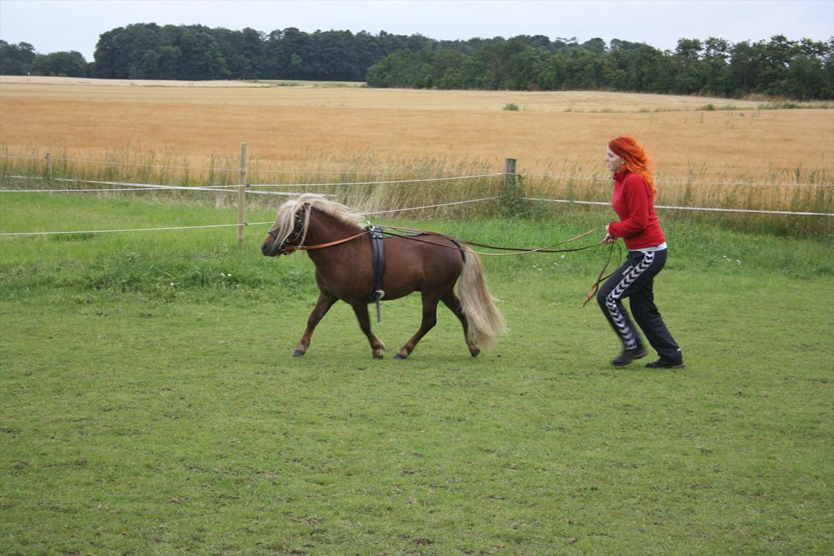 Shetlænder Vestbjergs Top - 18/07-2011
Træning med Top. billede 16