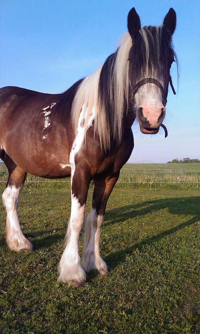 Irish Cob Shiloh 7 (Lucy) billede 12