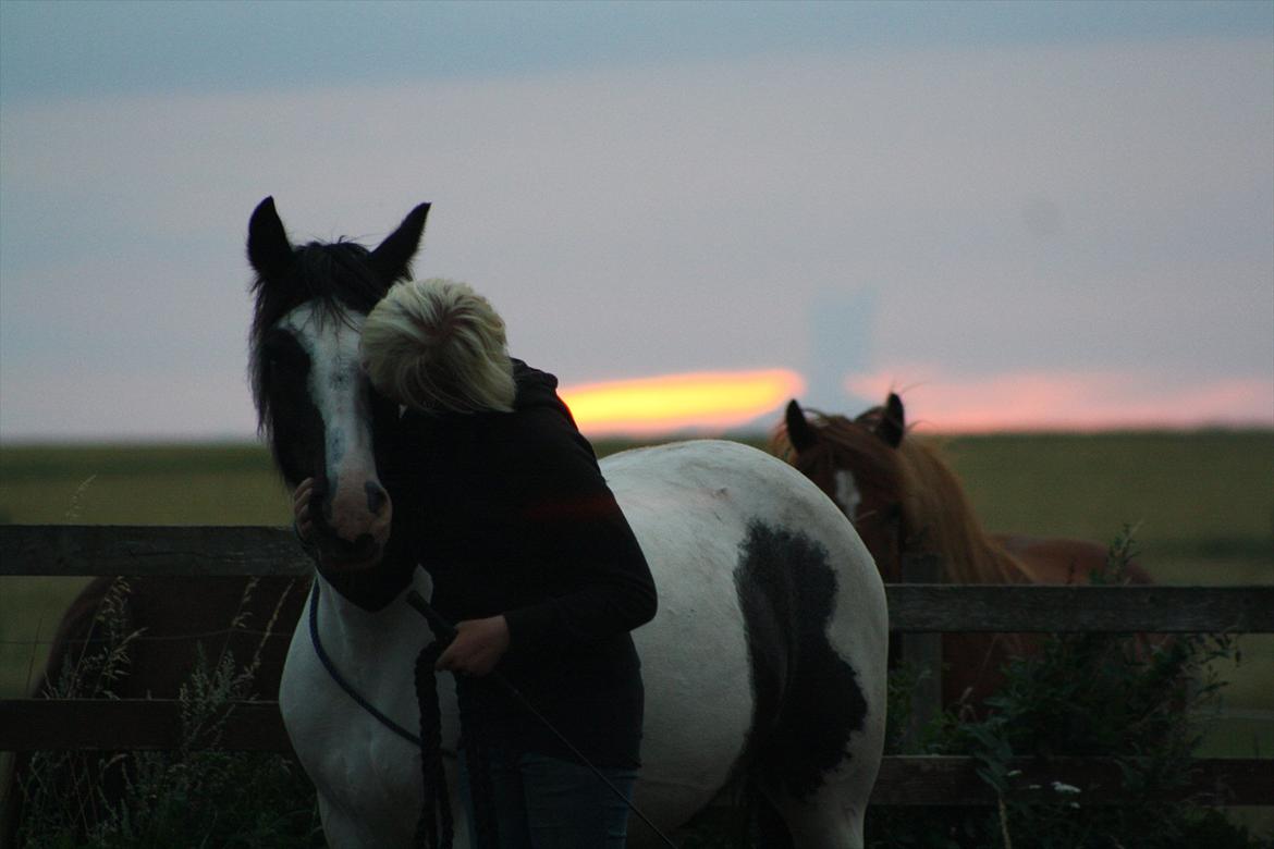 Irish Cob Django - Tak fordi i kiggede! Foto: Elisabeth billede 20