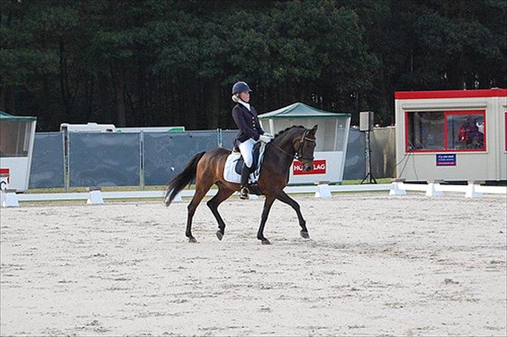 Welsh Cob (sec D) Albrechtshoeve Niels Cornelis - til stævne i Holland billede 11