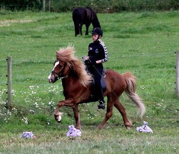 Islænder Lettfeti - ridelejr 

foto: Caroline Holvad <3 billede 13