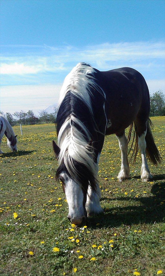 Irish Cob Shiloh 7 (Lucy) billede 17