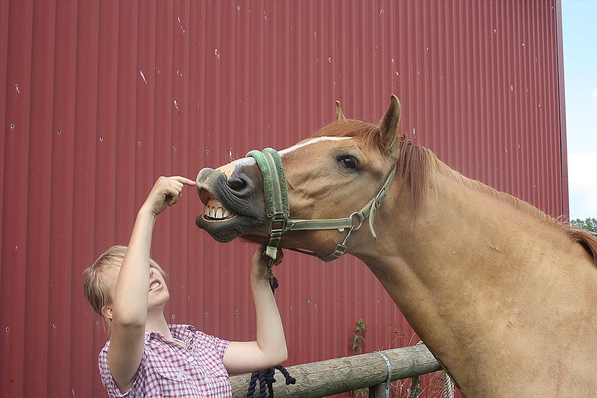 Anden særlig race Sir Thomas Ekipazas - Ik spørg...
Thomas er bare sej 8-) billede 16
